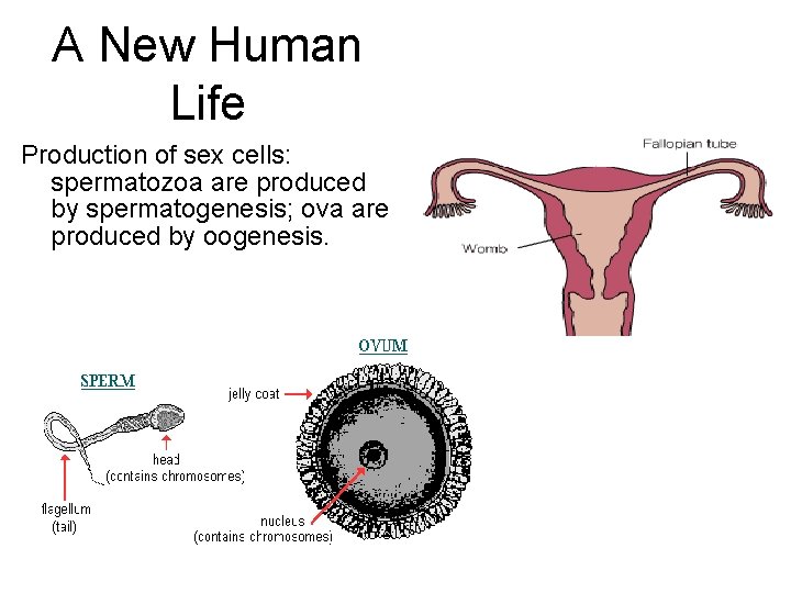 A New Human Life Production of sex cells: spermatozoa are produced by spermatogenesis; ova