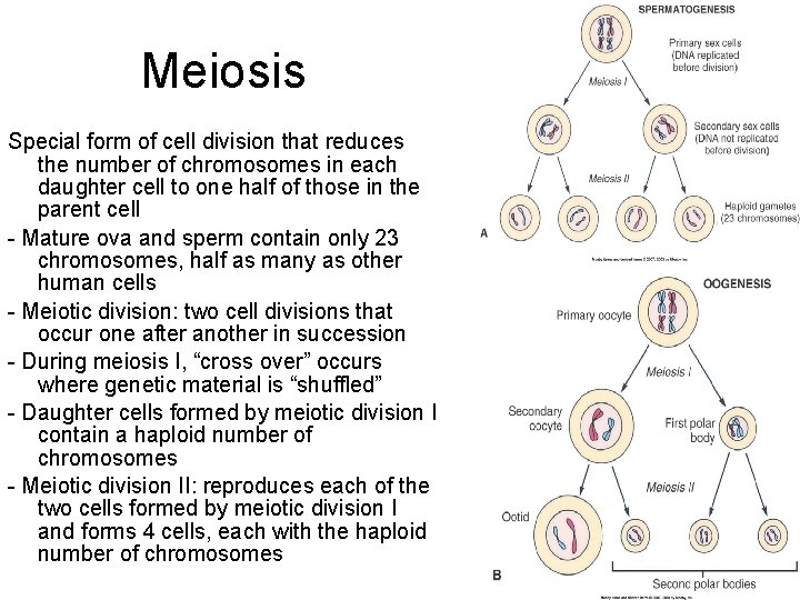 Meiosis Special form of cell division that reduces the number of chromosomes in each