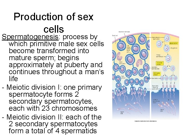Production of sex cells Spermatogenesis: process by which primitive male sex cells become transformed