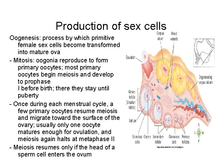 Production of sex cells Oogenesis: process by which primitive female sex cells become transformed