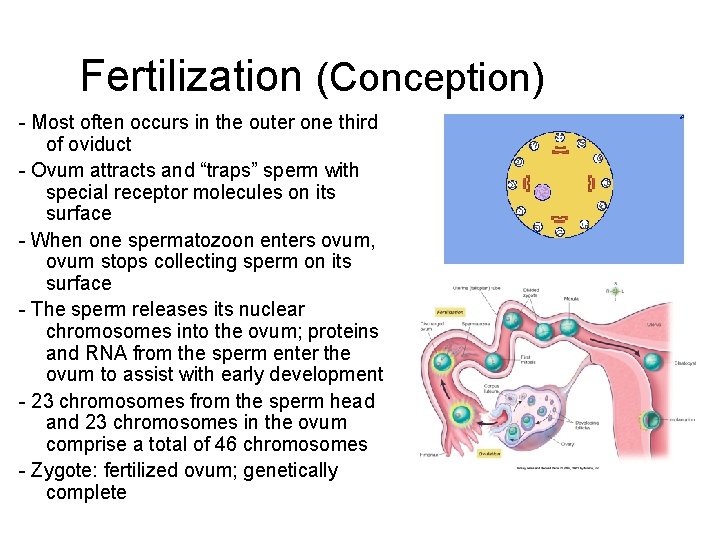 Fertilization (Conception) - Most often occurs in the outer one third of oviduct -