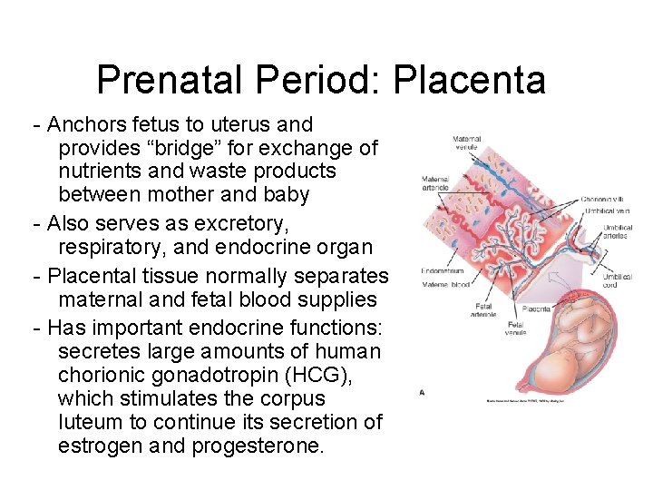 Prenatal Period: Placenta - Anchors fetus to uterus and provides “bridge” for exchange of