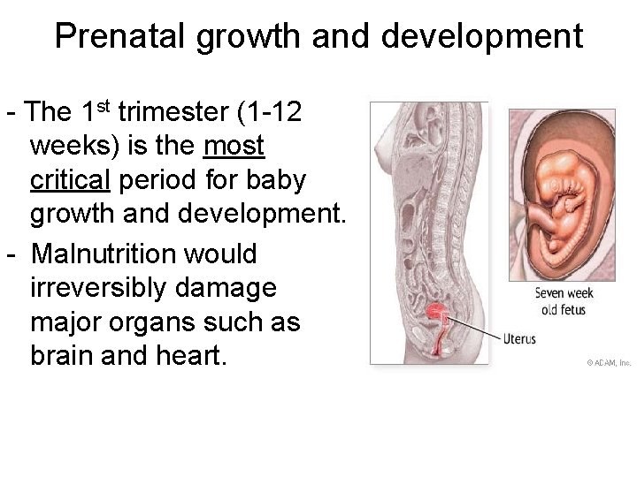 Prenatal growth and development - The 1 st trimester (1 -12 weeks) is the