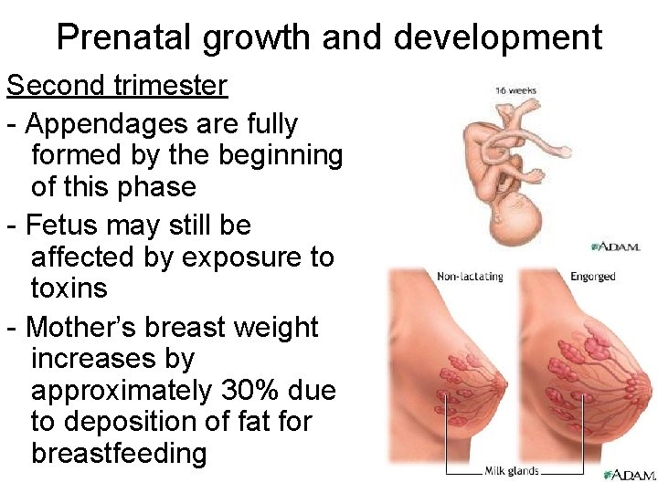Prenatal growth and development Second trimester - Appendages are fully formed by the beginning