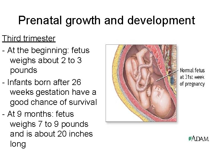 Prenatal growth and development Third trimester - At the beginning: fetus weighs about 2
