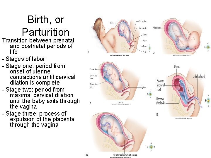 Birth, or Parturition Transition between prenatal and postnatal periods of life - Stages of
