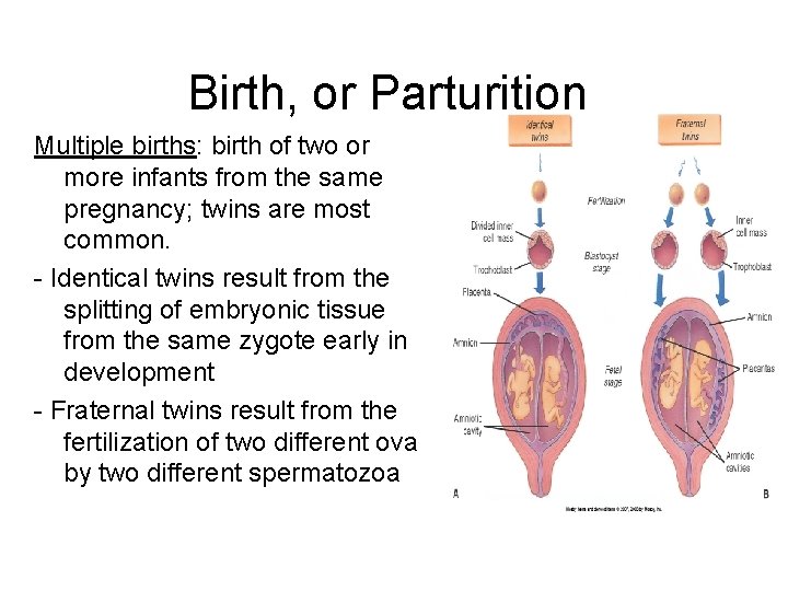 Birth, or Parturition Multiple births: birth of two or more infants from the same