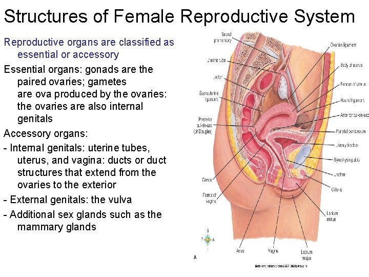 Structures of Female Reproductive System Reproductive organs are classified as essential or accessory Essential
