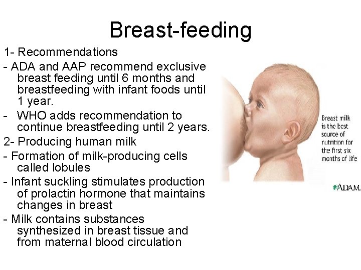 Breast-feeding 1 - Recommendations - ADA and AAP recommend exclusive breast feeding until 6