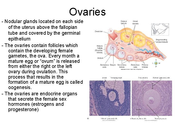 Ovaries - Nodular glands located on each side of the uterus above the fallopian