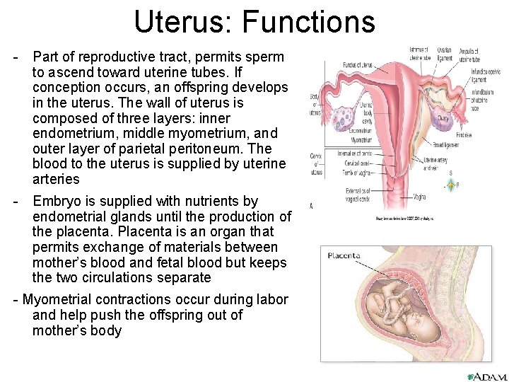 Uterus: Functions - Part of reproductive tract, permits sperm to ascend toward uterine tubes.
