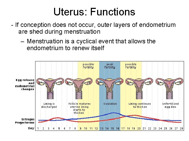 Uterus: Functions - If conception does not occur, outer layers of endometrium are shed