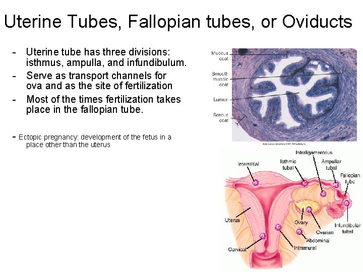 Uterine Tubes, Fallopian tubes, or Oviducts - Uterine tube has three divisions: isthmus, ampulla,