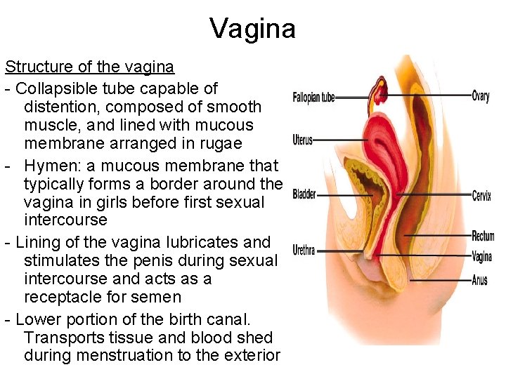 Vagina Structure of the vagina - Collapsible tube capable of distention, composed of smooth