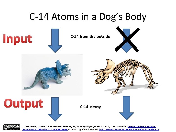 C-14 Atoms in a Dog’s Body Input Output C-14 from the outside C-14 decay