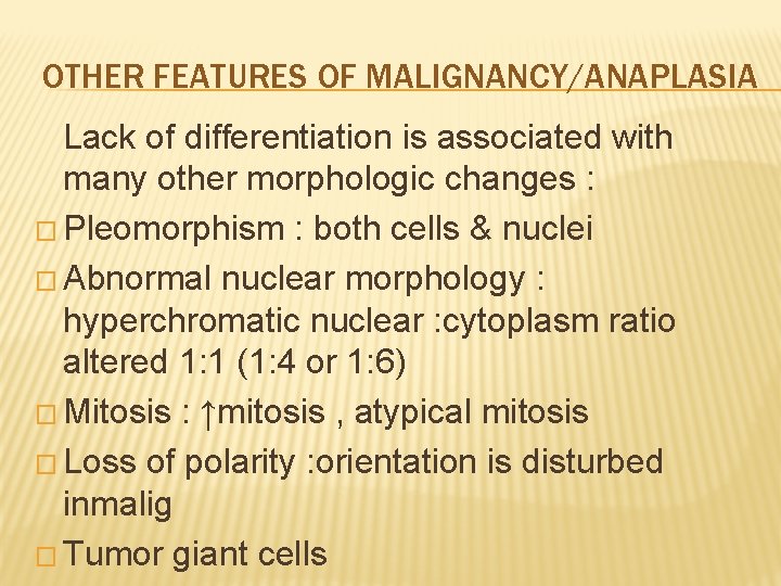 OTHER FEATURES OF MALIGNANCY/ANAPLASIA Lack of differentiation is associated with many other morphologic changes