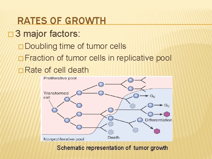 RATES OF GROWTH � 3 major factors: � Doubling time of tumor cells �