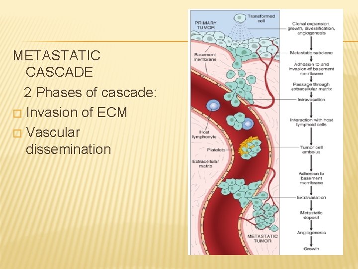 METASTATIC CASCADE 2 Phases of cascade: � Invasion of ECM � Vascular dissemination 