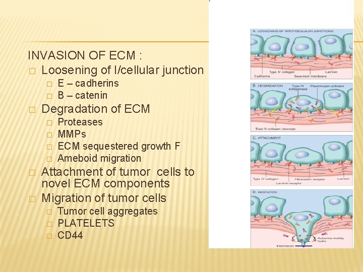 INVASION OF ECM : � Loosening of I/cellular junction � � � Degradation of