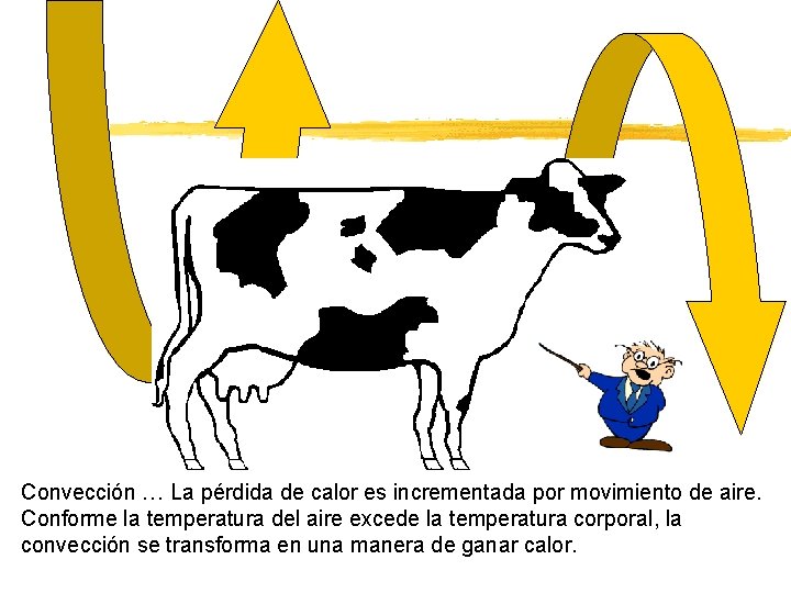 Convección … La pérdida de calor es incrementada por movimiento de aire. Conforme la