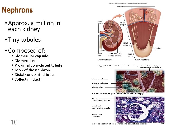Nephrons • Approx. a million in each kidney • Tiny tubules • Composed of: