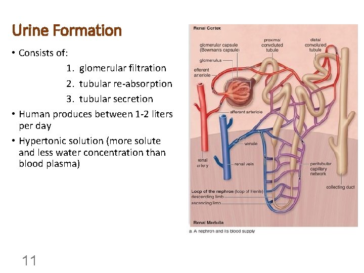 Urine Formation • Consists of: 1. glomerular filtration 2. tubular re-absorption 3. tubular secretion