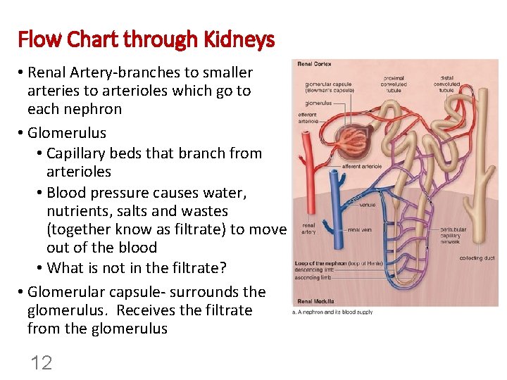 Flow Chart through Kidneys • Renal Artery-branches to smaller arteries to arterioles which go