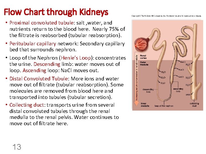 Flow Chart through Kidneys • Proximal convoluted tubule: salt , water, and nutrients return