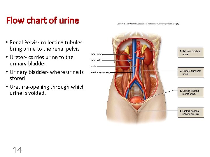 Flow chart of urine • Renal Pelvis- collecting tubules bring urine to the renal