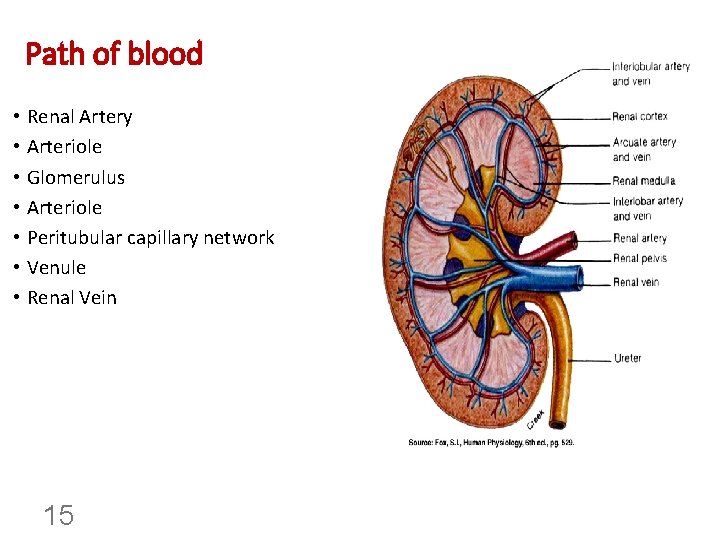 Path of blood • Renal Artery • Arteriole • Glomerulus • Arteriole • Peritubular