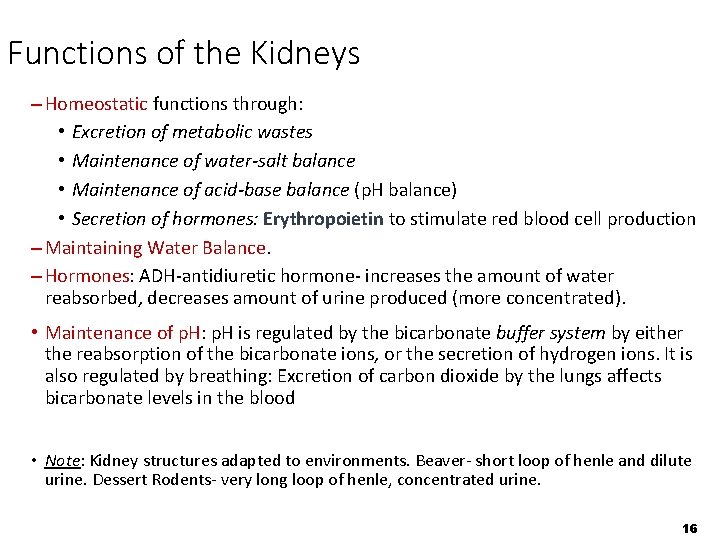 Functions of the Kidneys – Homeostatic functions through: • Excretion of metabolic wastes •