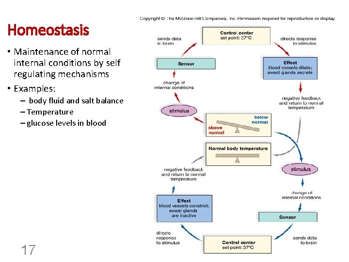 Homeostasis • Maintenance of normal internal conditions by self regulating mechanisms • Examples: –
