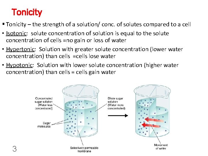 Tonicity § Tonicity – the strength of a solution/ conc. of solutes compared to