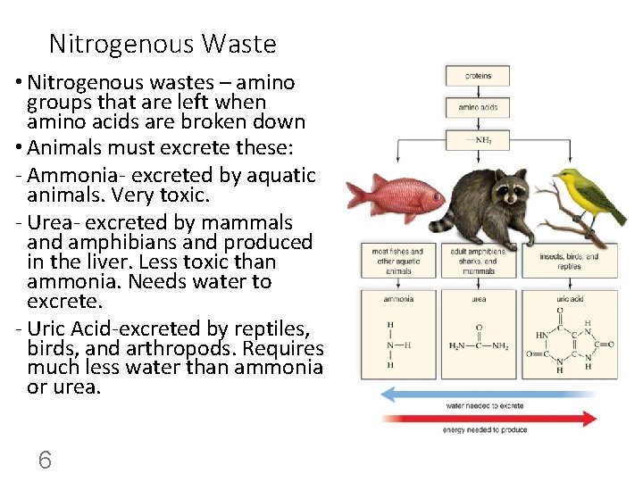 Nitrogenous Waste • Nitrogenous wastes – amino groups that are left when amino acids