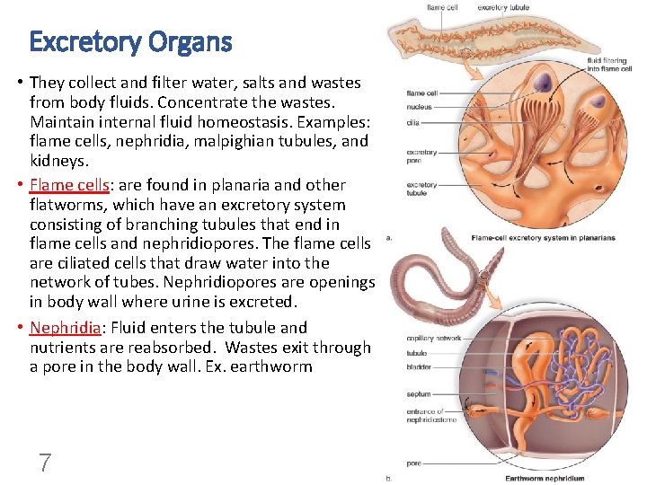 Excretory Organs • They collect and filter water, salts and wastes from body fluids.