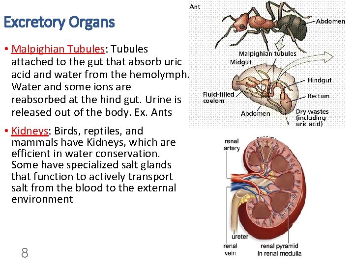 Excretory Organs • Malpighian Tubules: Tubules attached to the gut that absorb uric acid