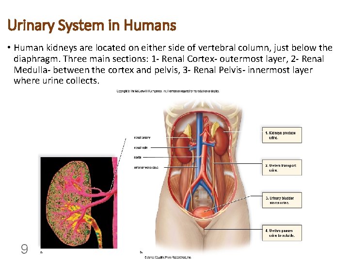 Urinary System in Humans • Human kidneys are located on either side of vertebral
