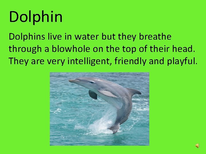 Dolphins live in water but they breathe through a blowhole on the top of