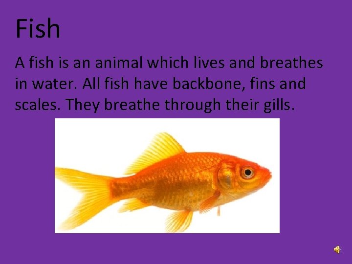 Fish A fish is an animal which lives and breathes in water. All fish