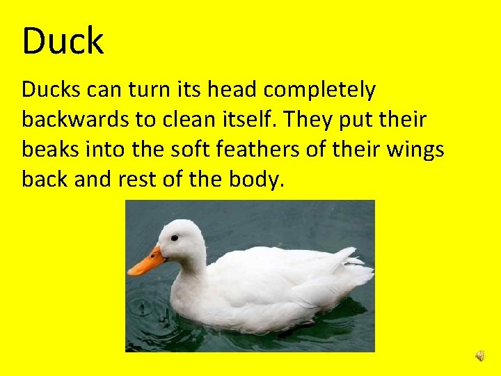 Ducks can turn its head completely backwards to clean itself. They put their beaks