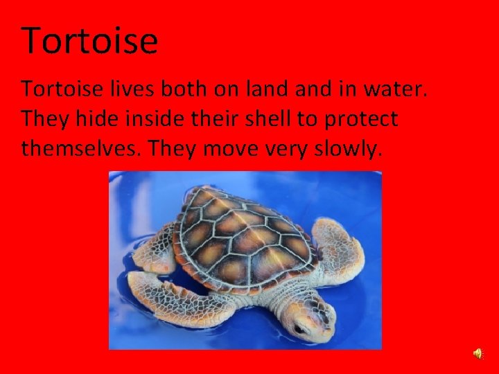 Tortoise lives both on land in water. They hide inside their shell to protect