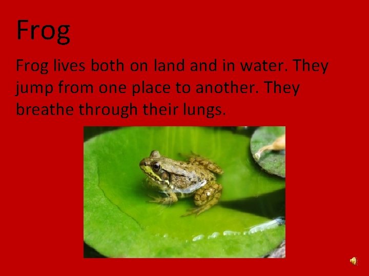 Frog lives both on land in water. They jump from one place to another.