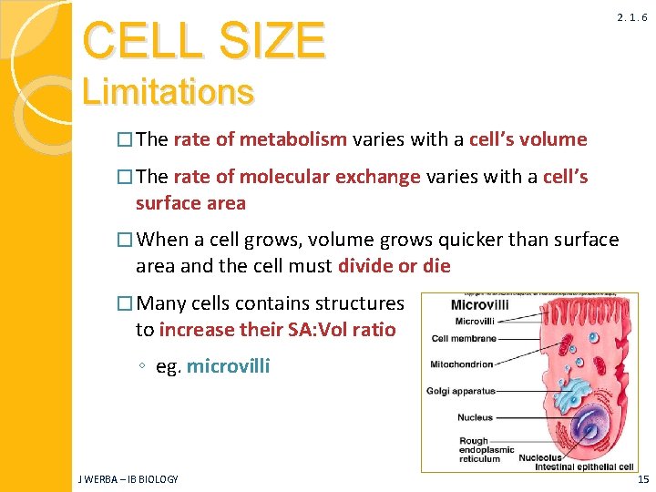 CELL SIZE 2. 1. 6 Limitations � The rate of metabolism varies with a