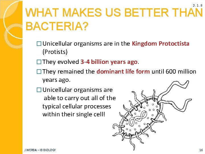 2. 1. 8 WHAT MAKES US BETTER THAN BACTERIA? � Unicellular organisms are in