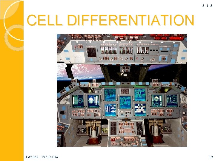 2. 1. 8 CELL DIFFERENTIATION J WERBA – IB BIOLOGY 19 