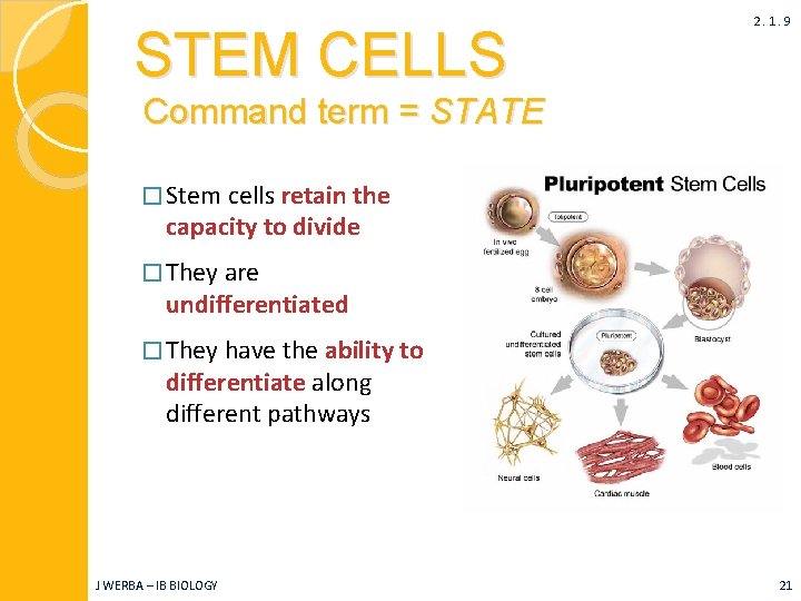 STEM CELLS 2. 1. 9 Command term = STATE � Stem cells retain the