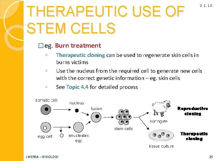 THERAPEUTIC USE OF STEM CELLS 2. 1. 10 � eg. Burn treatment ◦ ◦