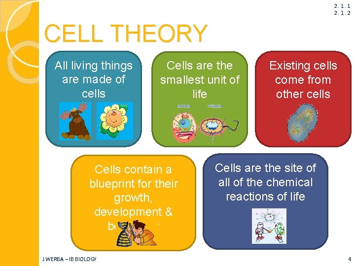 2. 1. 1 2. 1. 2 CELL THEORY All living things are made of