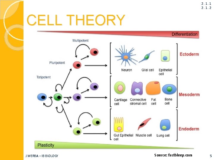 2. 1. 1 2. 1. 2 CELL THEORY J WERBA – IB BIOLOGY Source: