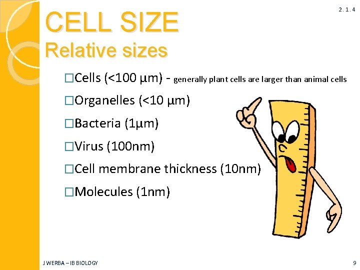 CELL SIZE 2. 1. 4 Relative sizes �Cells (<100 μm) - generally plant cells